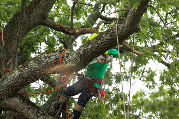 Reliable Gates Mills, OH Tree Removal Services Solutions